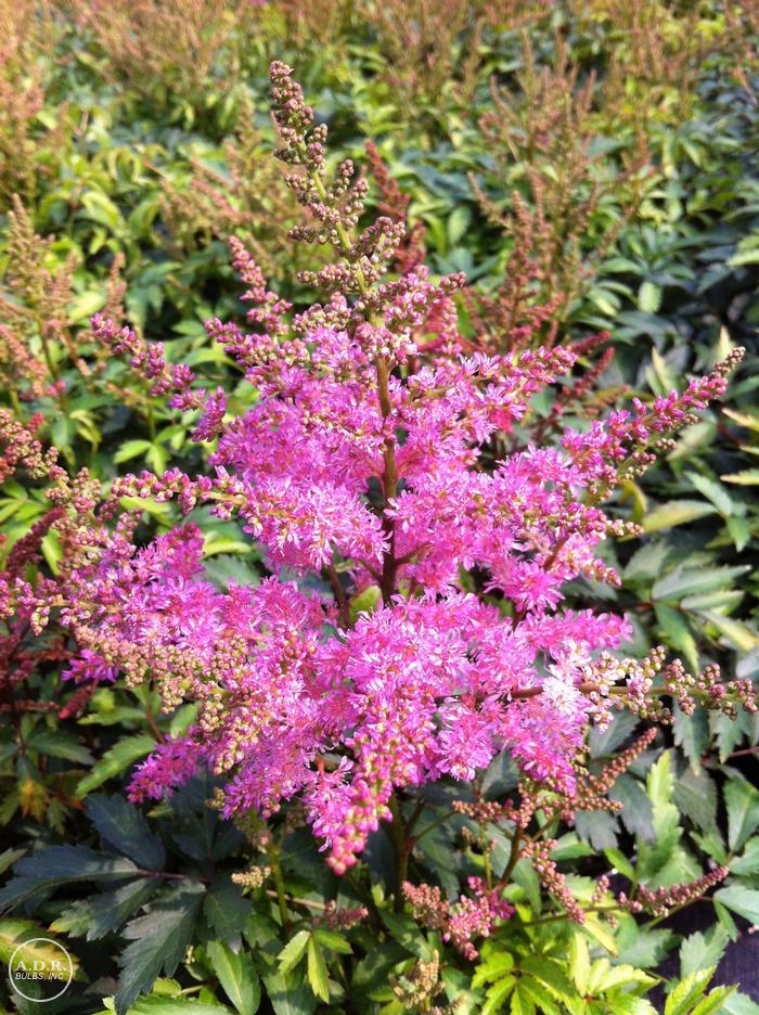 Wholesale Astilbe Younique 'Lilac' (Ships in Spring) - Astilbe | A.D.R. Bulbs