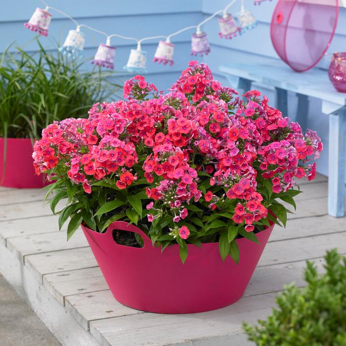 Wholesale Summer Phlox Flame 'Coral Flame' (Ships in Spring) - Phlox | A.D.R. Bulbs