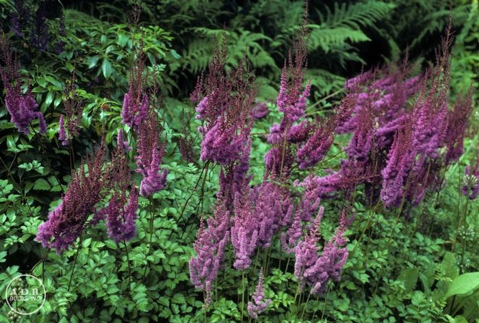 Wholesale Astilbe Purple Lance (Ships in Spring) - Astilbe | A.D.R. Bulbs