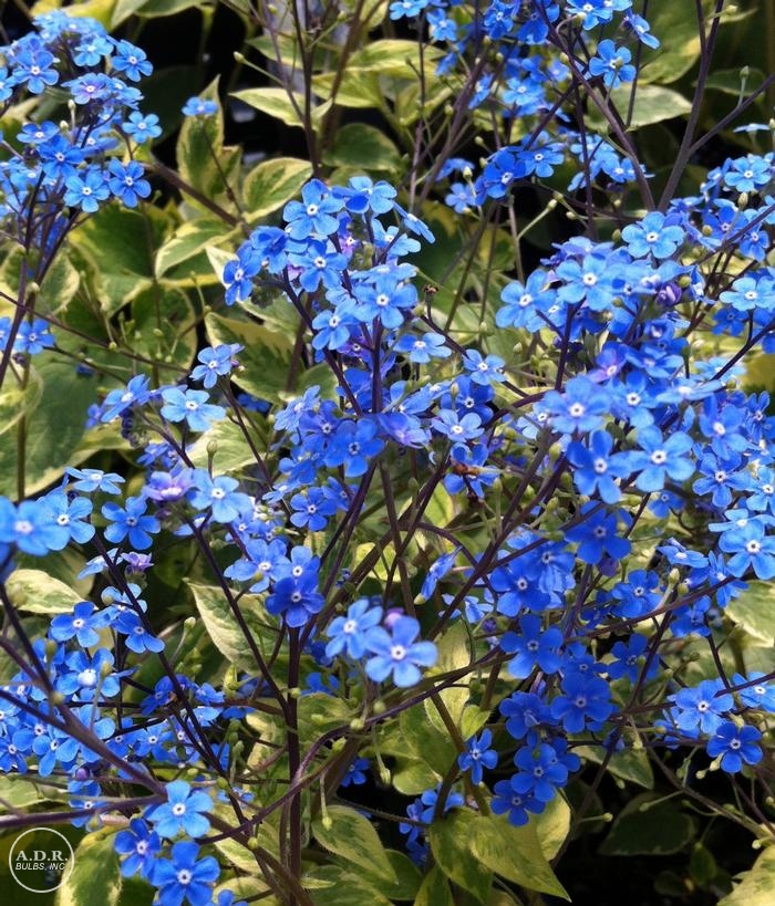Wholesale Brunnera Hadspen Cream (Ships in Spring) - Brunnera | A.D.R. Bulbs