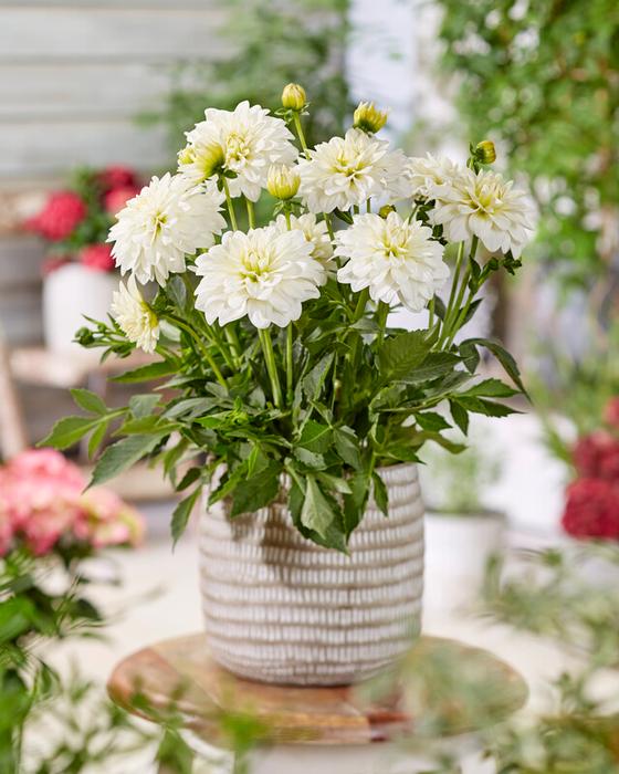 Wholesale Dahlia Gallery 'Art Fair' (Ship in Spring) - Dahlia | A.D.R. Bulbs