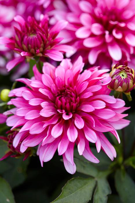 Wholesale Dahlia Gallery 'Art Nouveau' (Ships in Spring) - Dahlia | A.D.R. Bulbs