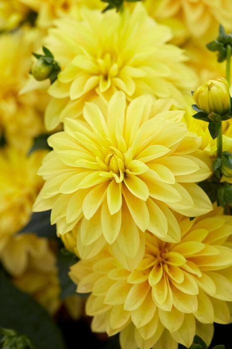Wholesale Dahlia Gallery 'Cezanne' (Ships in Spring) - Dahlia | A.D.R. Bulbs