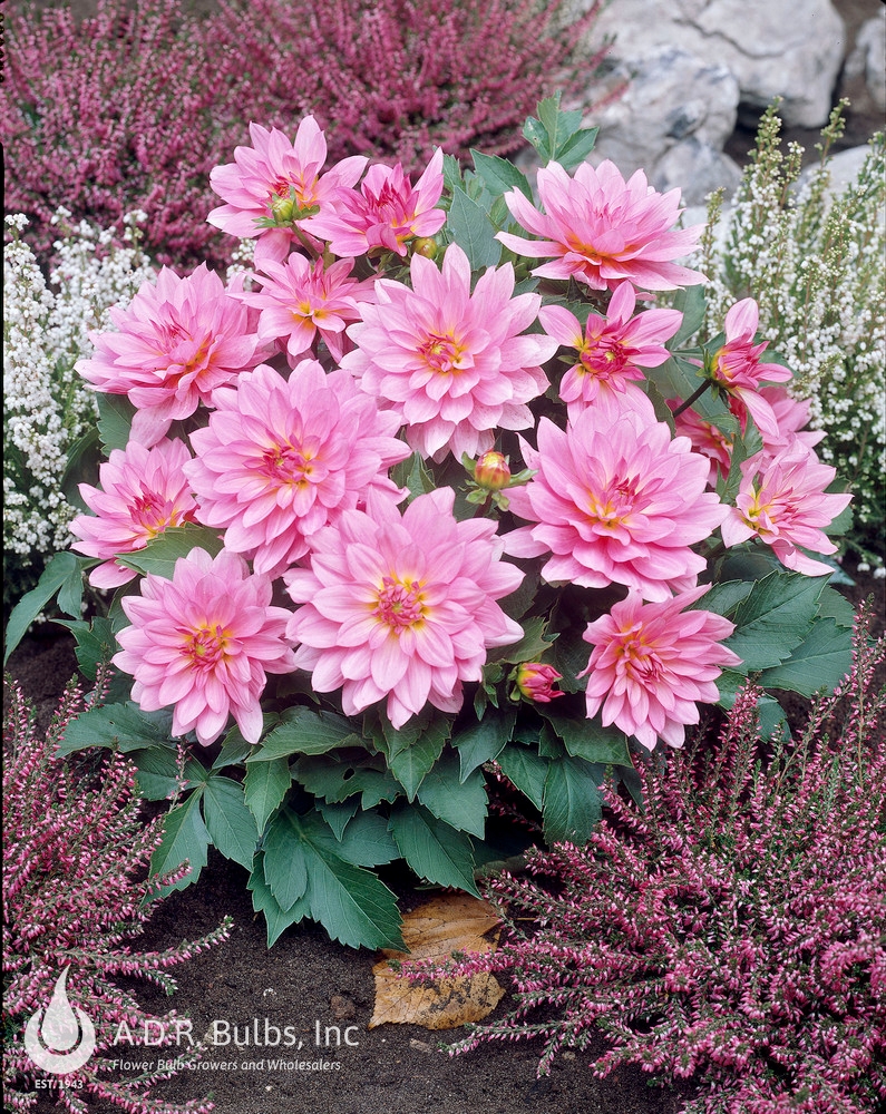 Wholesale Dahlia Gallery 'Renoir' (Ships in Spring) - Dahlia | A.D.R. Bulbs