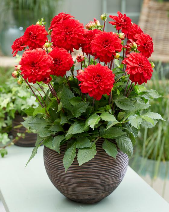 Wholesale Dahlia Gallery 'Singer' (Ships in Spring) - Dahlia | A.D.R. Bulbs