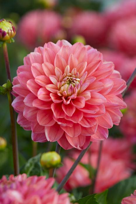 Wholesale Dahlia Melody 'Allegro' (Ships in Spring) - Dahlia | A.D.R. Bulbs