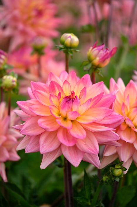 Wholesale Dahlia Melody 'Dora' (Ships in Spring) - Dahlia | A.D.R. Bulbs