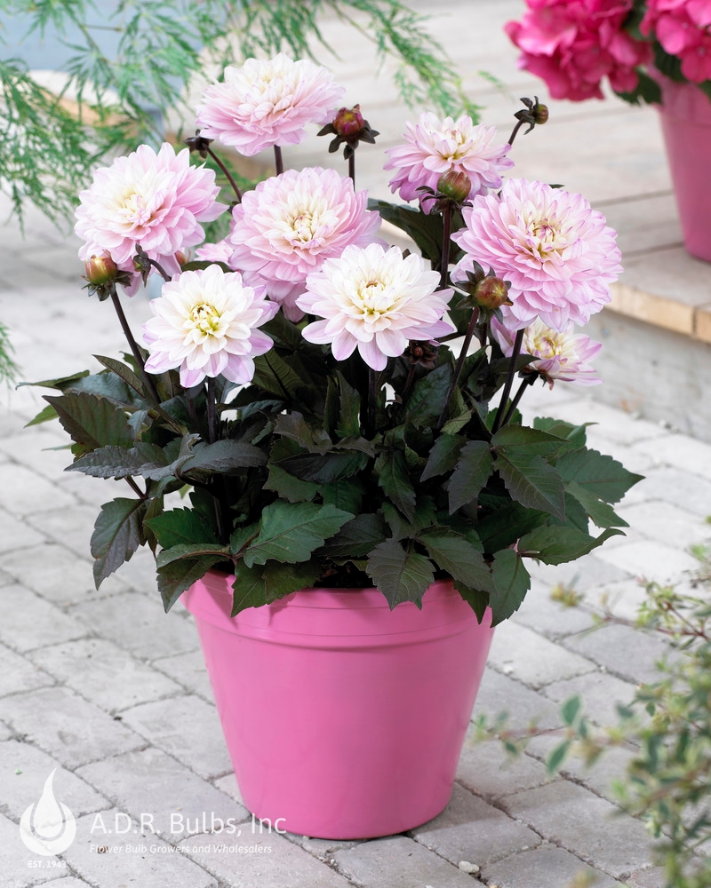 Wholesale Dahlia Melody 'Harmony' (Ships in Spring) - Dahlia | A.D.R. Bulbs