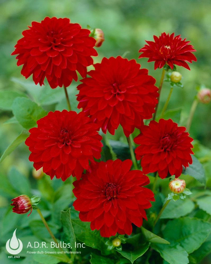 Wholesale Dahlia Melody 'Mambo' (Ships In Spring) - Dahlia | A.D.R. Bulbs