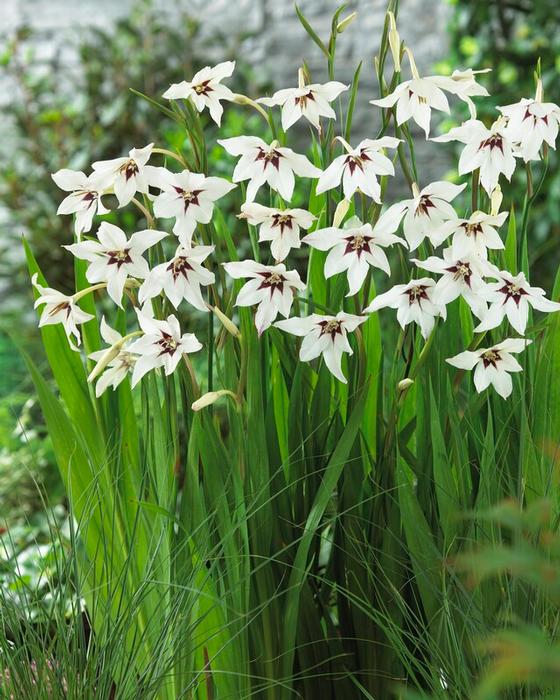 Wholesale Gladiolus Murilae' (Ships in Spring) - Acidanthera | A.D.R. Bulbs