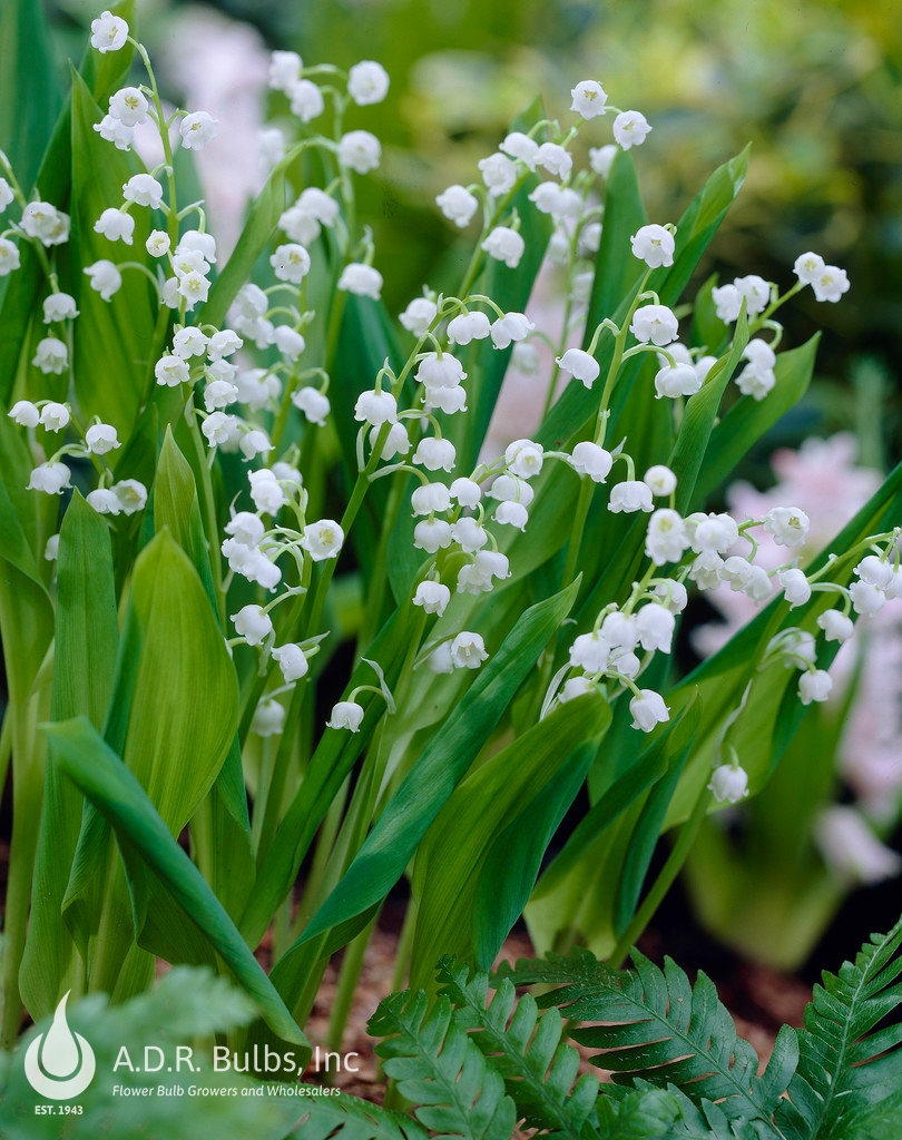 Convallaria Majalis 'Lily of the Valley' (Ships in Spring