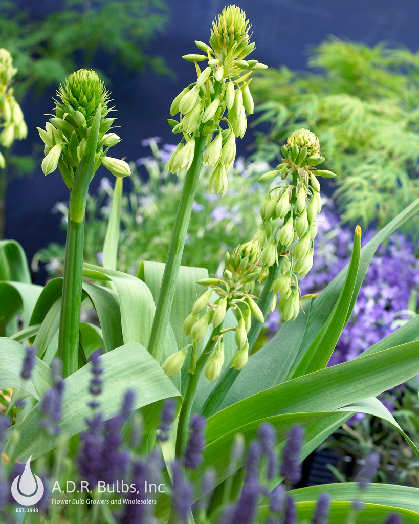Wholesale Galtonia Viridifloria (Ships in Spring) - Galtonia | A.D.R. Bulbs