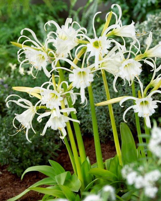 Wholesale Hymenocallis Festalis (Ships in Spring) - Hymenocallis | A.D.R. Bulbs