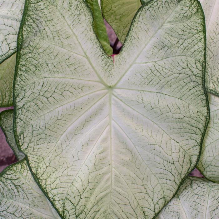Wholesale Caladium Fancy Leaf 'Moonlight' (Ships in Spring) - Caladium | A.D.R. Bulbs