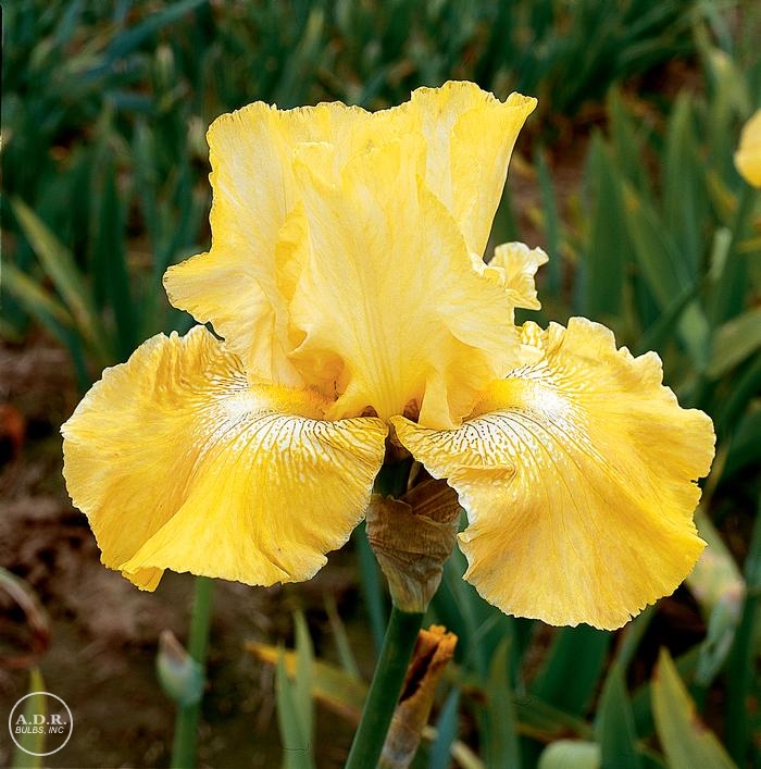 Wholesale Iris Germanica 'Again & Again' - Bearded Iris | A.D.R. Bulbs