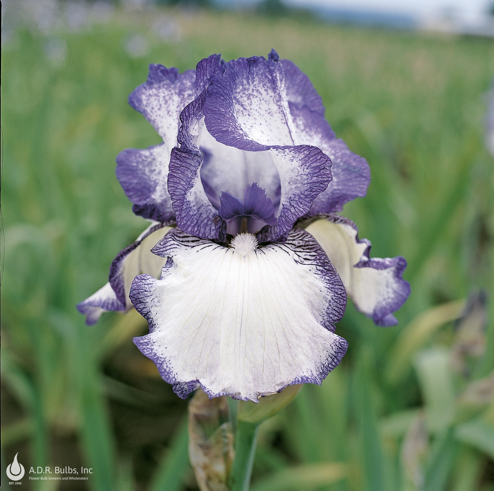 Iris Germanica 'Hemstiched' Bearded Iris from ADR Bulbs