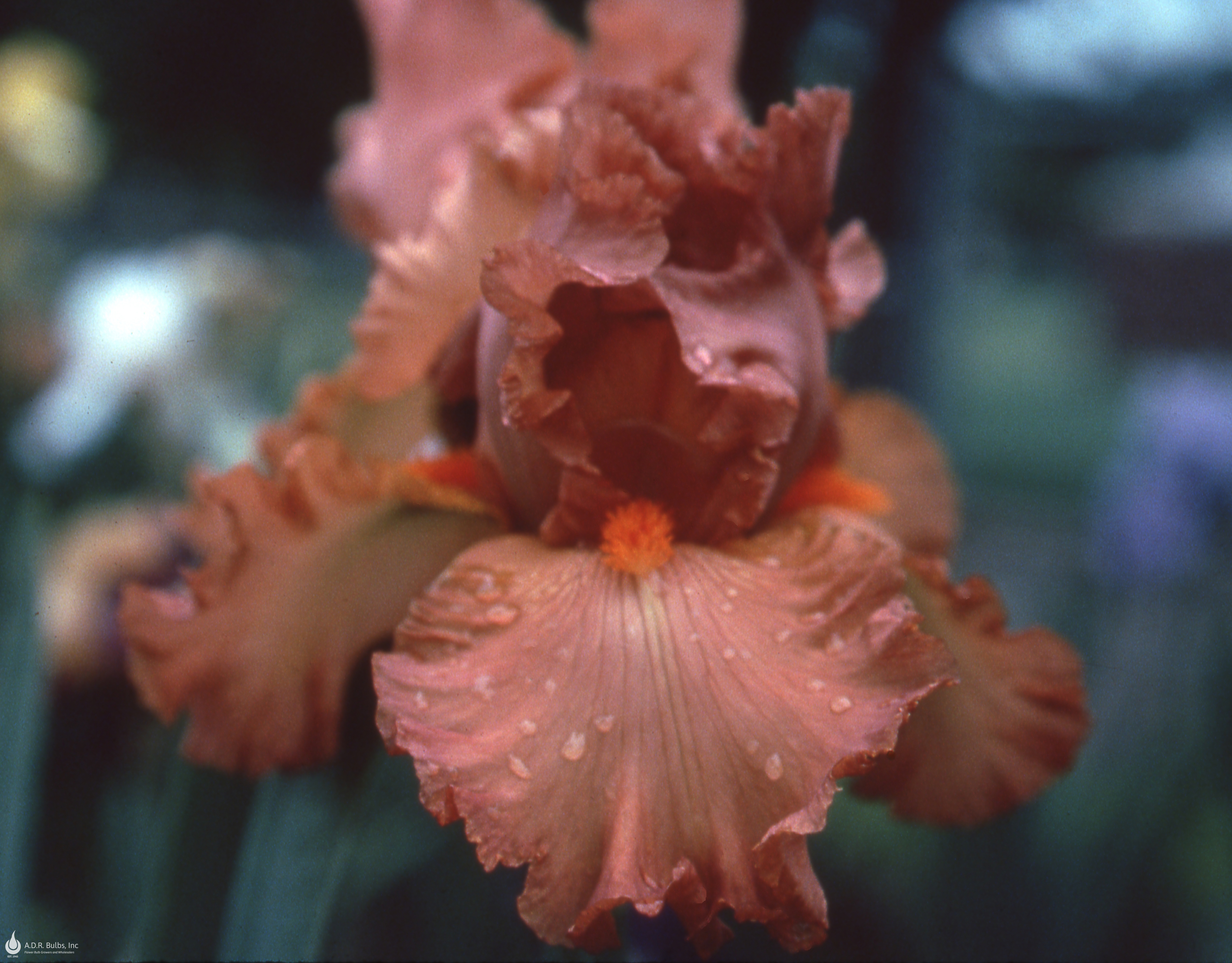 Wholesale Iris Germanica 'Copper Classic' - Bearded Iris | A.D.R. Bulbs