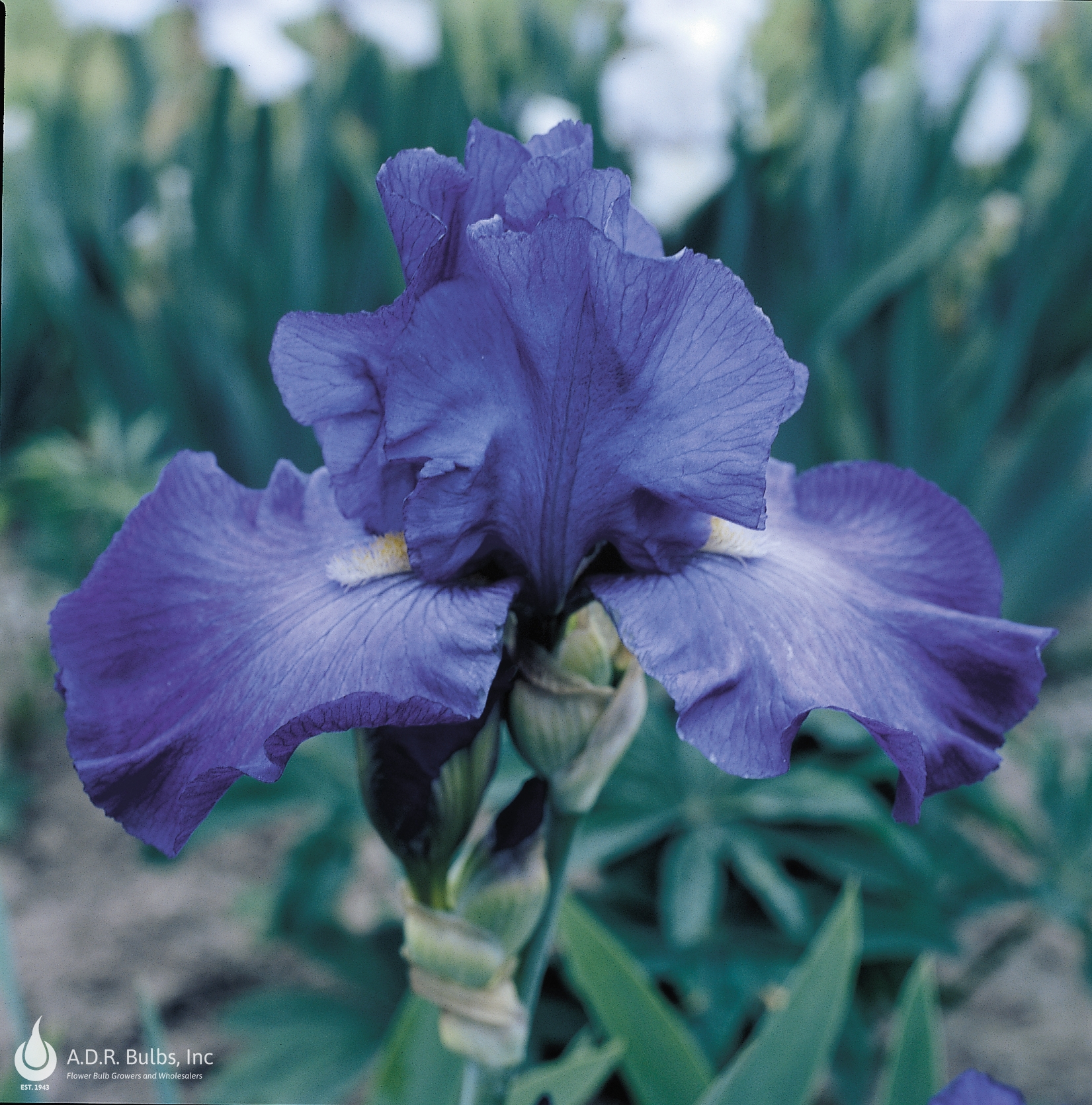 Wholesale Iris Germanica 'Feed Back' - Bearded Iris | A.D.R. Bulbs