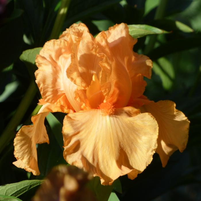 Wholesale Iris Germanica 'Orange Harvest' - Bearded Iris | A.D.R. Bulbs