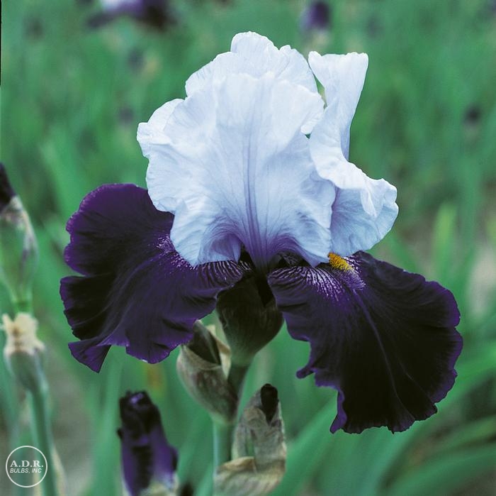 Iris Germanica 'Tempting Fate' Bearded Iris from ADR Bulbs