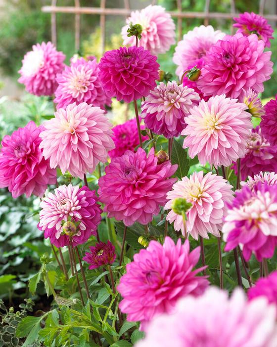 Wholesale Dahlia Value Pack 'Passionate Lover Mix' (Ships Spring) - Dahlia | A.D.R. Bulbs
