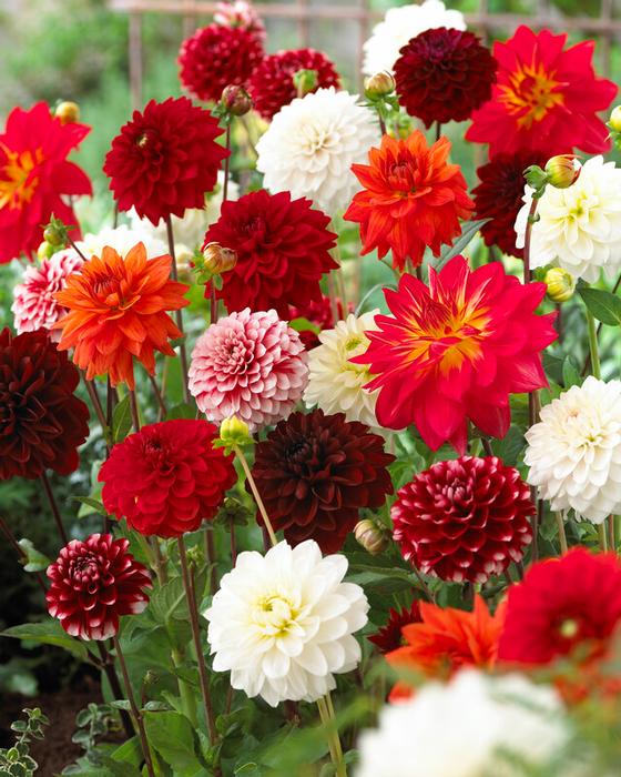 Wholesale Dahlia Value Pack 'Summer Elegance Mix' (Ships in Spring) - Dahlia | A.D.R. Bulbs