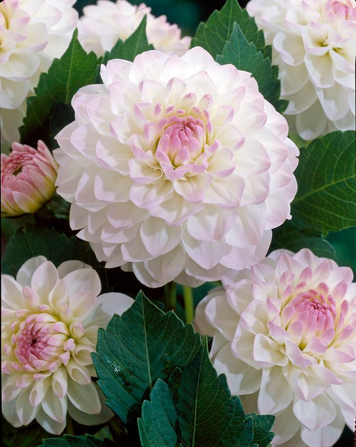 Dahlia Ball collection 145 (Ships in Spring) Dahlia from ADR Bulbs