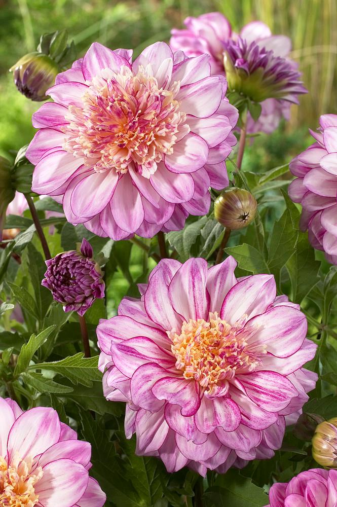 Dahlia PowderPuff collection 146 (Ships in Spring) Dahlia from ADR Bulbs