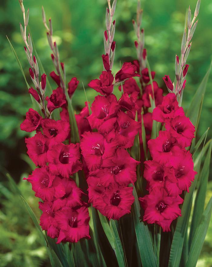 Gladiolus Large Flowering collection 177 (Ships in Spring) Gladiolus