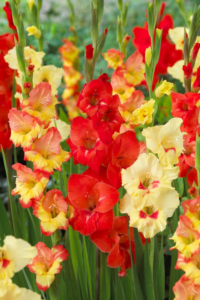 Gladiolus Large Flowering collection 180 (Ships in Spring) Gladiolus