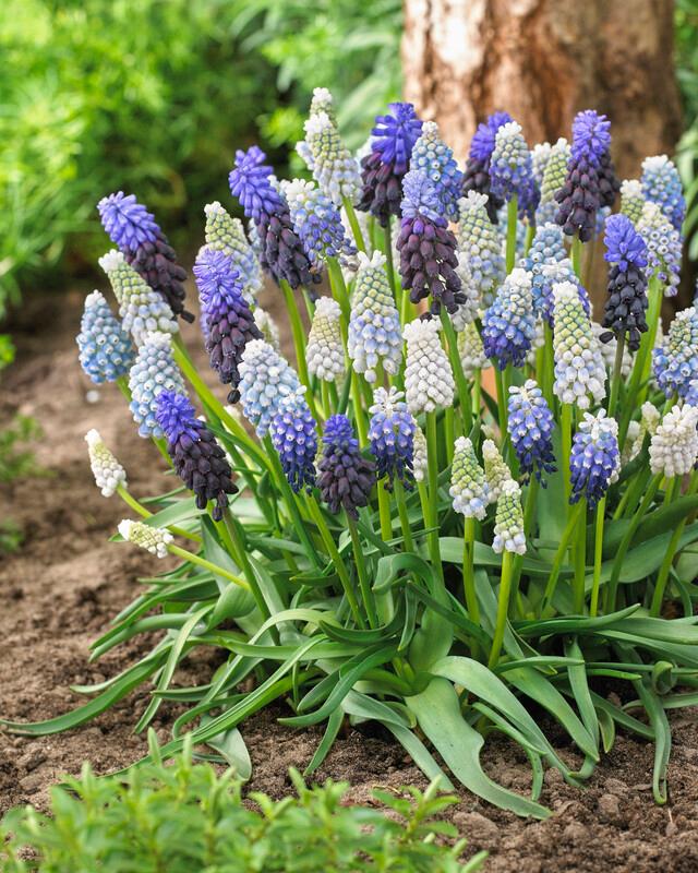 Wholesale Muscari 'Mixture' - Grape Hyacinth | A.D.R. Bulbs