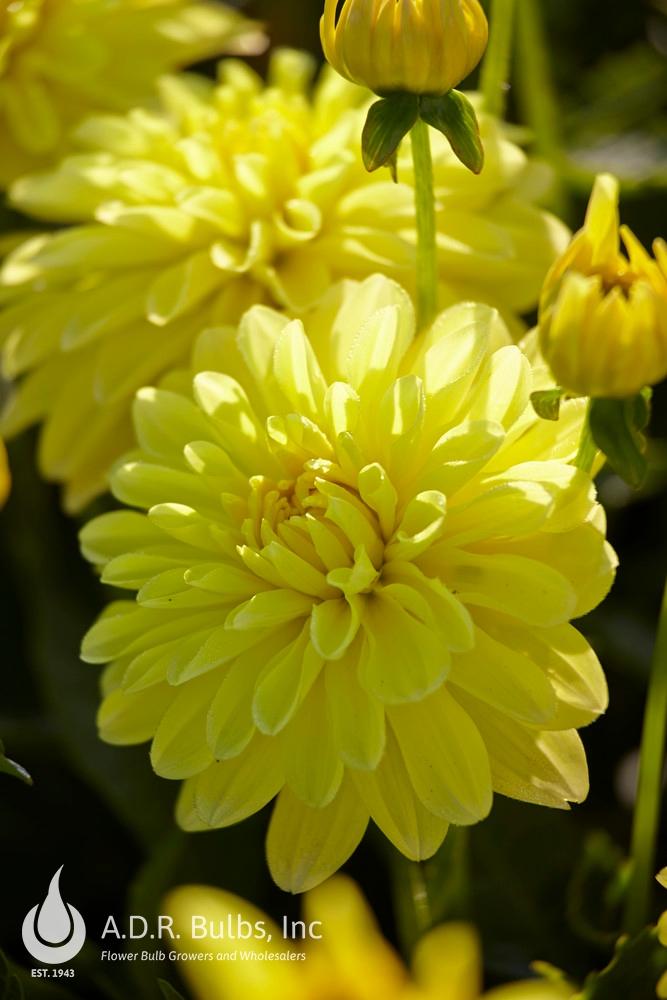Wholesale Dahlia Melody 'Latin' (Ships in Spring) - Dahlia | A.D.R. Bulbs