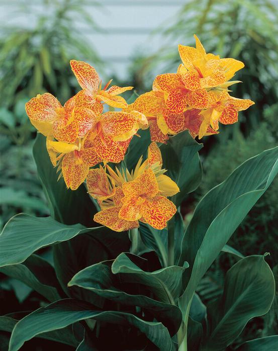 Wholesale Canna Dwarf 'Golden Lucifer' (Ships in Spring) - Canna | A.D.R. Bulbs