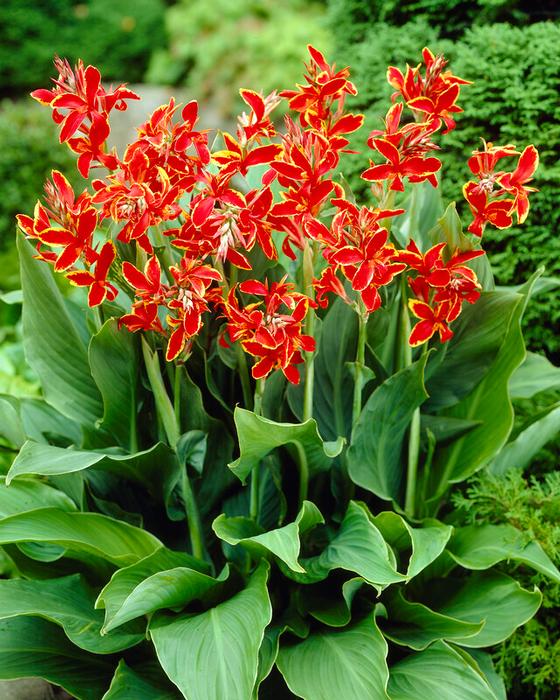 Wholesale Canna Dwarf 'Lucifer' (Ships in Spring) - Canna | A.D.R. Bulbs