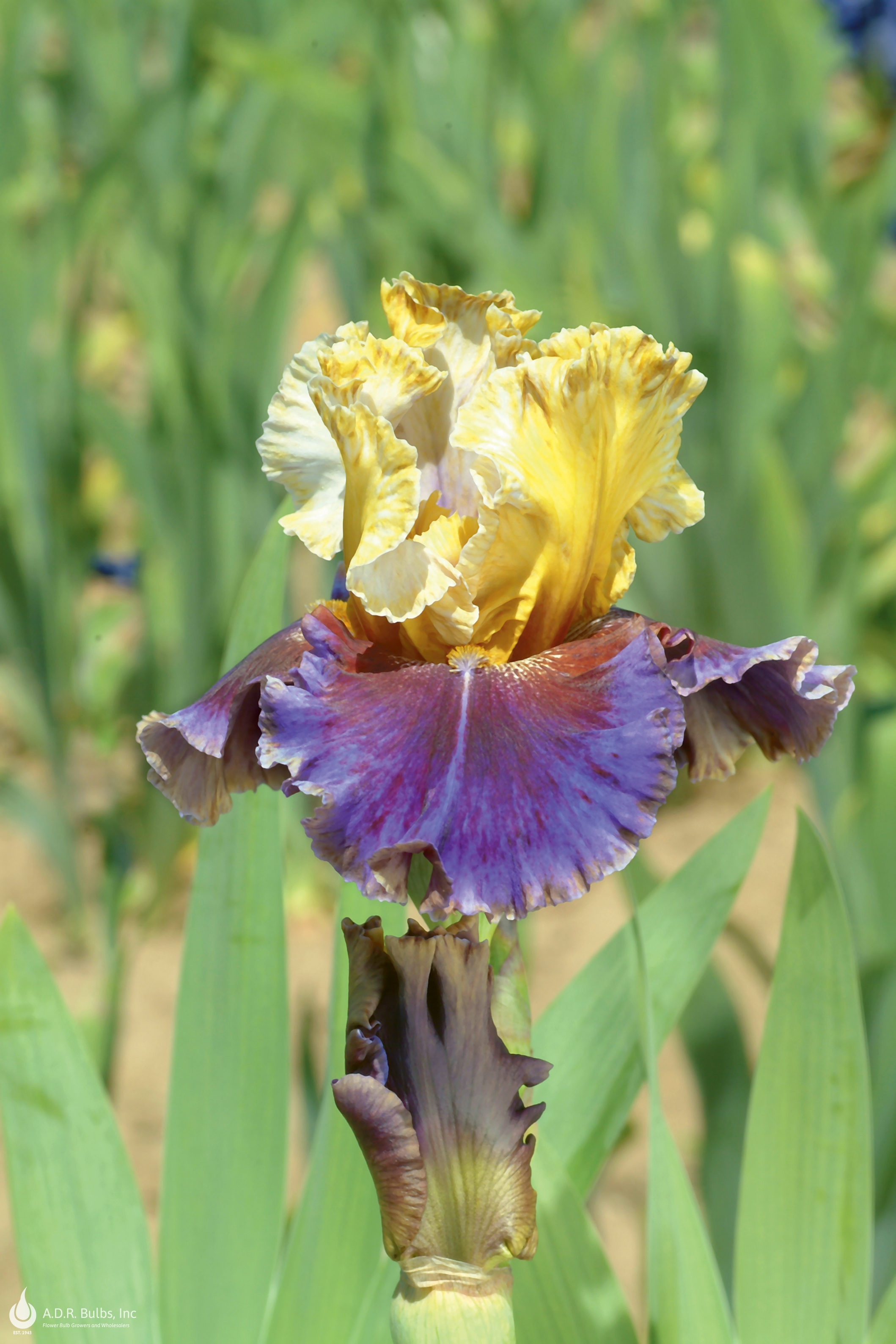 Wholesale Iris Germanica 'Final Episode' - Bearded Iris | A.D.R. Bulbs