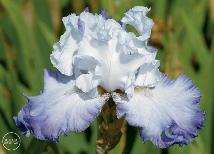 Iris Germanica 'Heartstring Strummer' Bearded Iris from ADR Bulbs