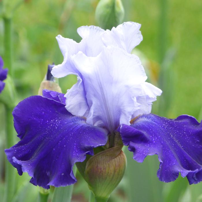 Wholesale Iris Germanica 'Over Alaska' - Bearded Iris | A.D.R. Bulbs