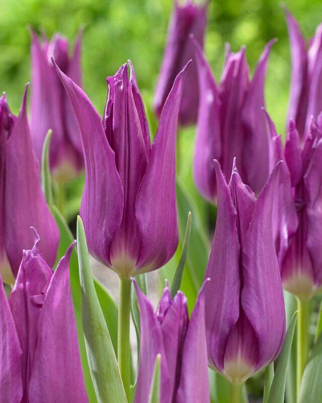 Wholesale Tulipa Lily Flowering 'Purple Dream' - Tulip | A.D.R. Bulbs