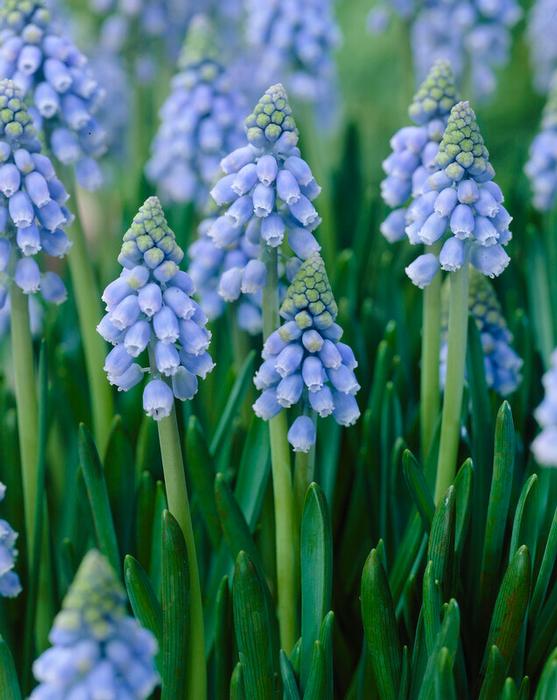 Wholesale Muscari Atlantic - Grape Hyacinth | A.D.R. Bulbs