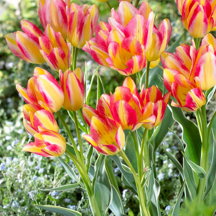 Wholesale Tulipa Bunch Flowering 'Antoinette' - Tulip | A.D.R. Bulbs