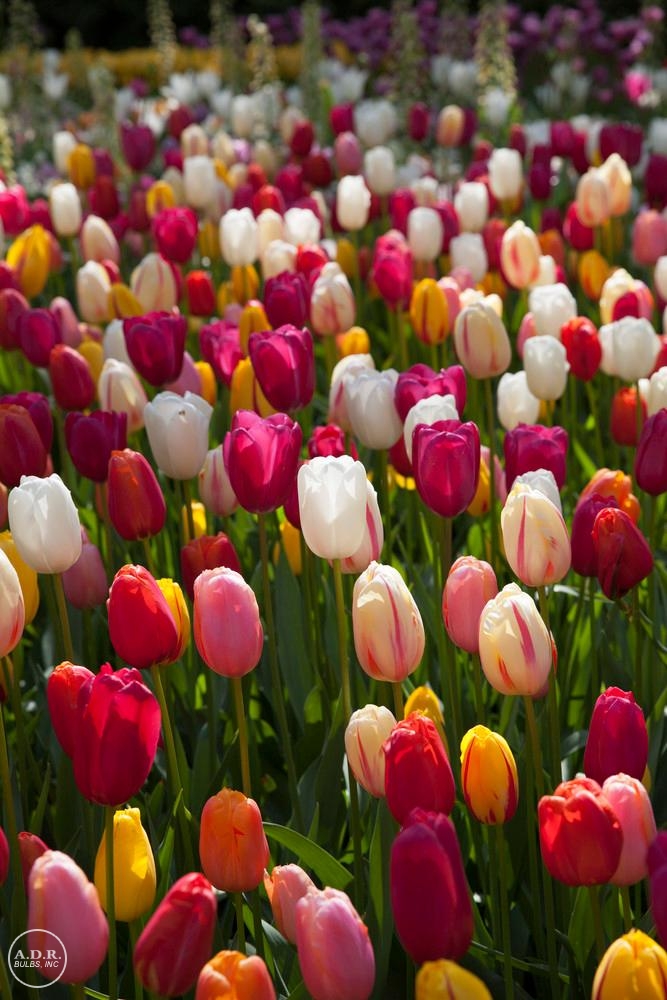 Tulipa value pack 'French Mixture' unit116 Tulip from ADR Bulbs