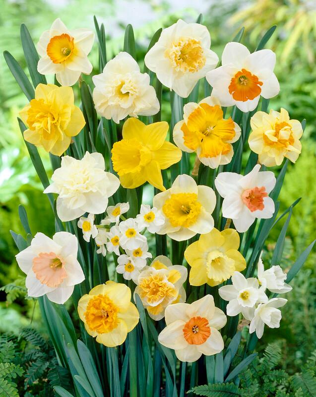 Daffodil, Spring flower, Narcissus, Bulb