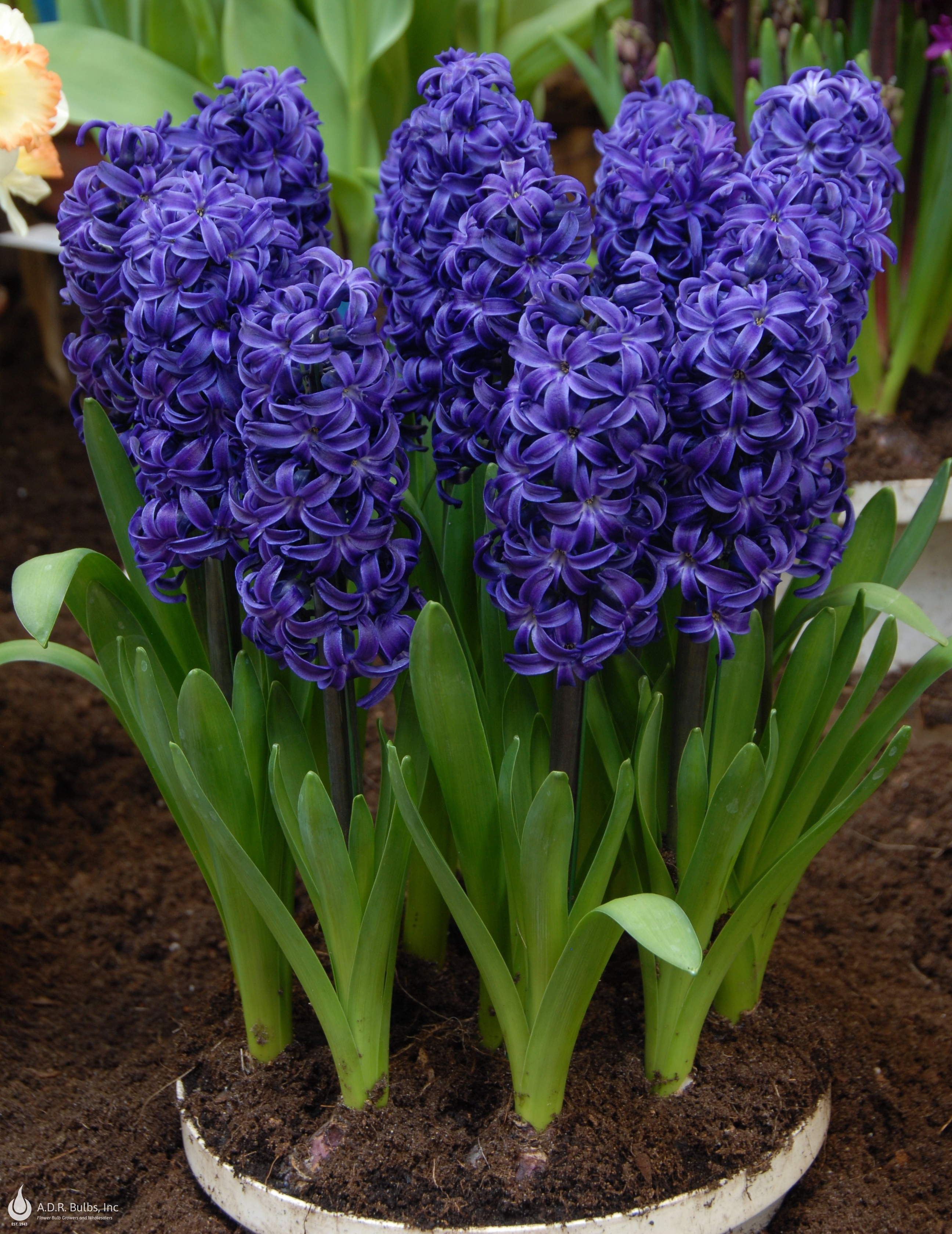 Wholesale Hyacinthus Orientalis 'Aida' - Hyacinth | A.D.R. Bulbs