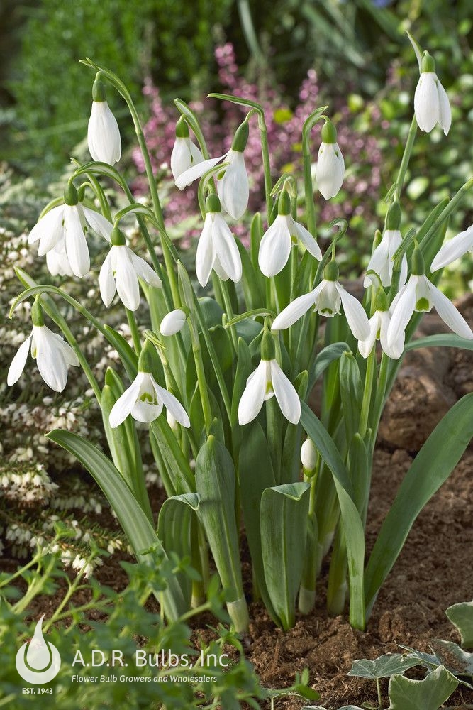 Wholesale Galanthus Single 'Woronowii' - Snowdrop | A.D.R. Bulbs