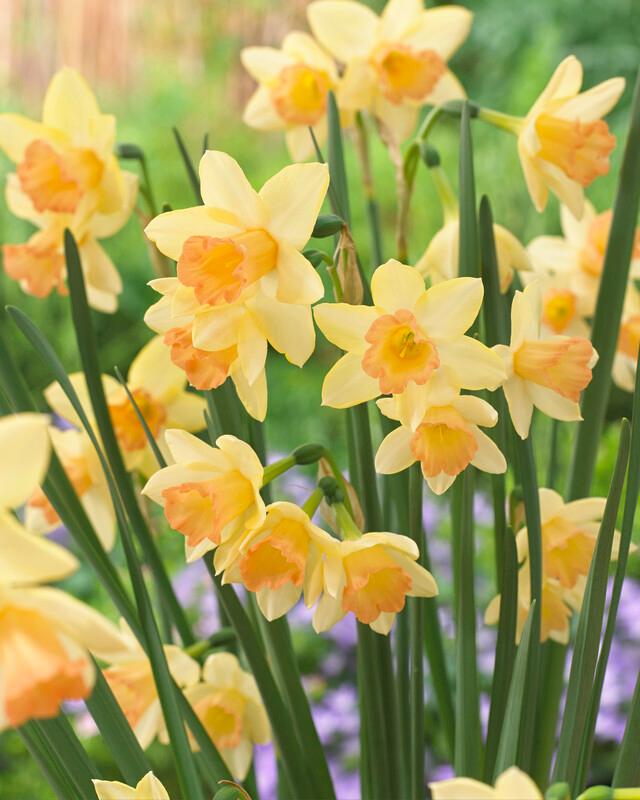 Wholesale Narcissi Bunch Flowering 'Blushing Lady' - Daffodil | A.D.R. Bulbs
