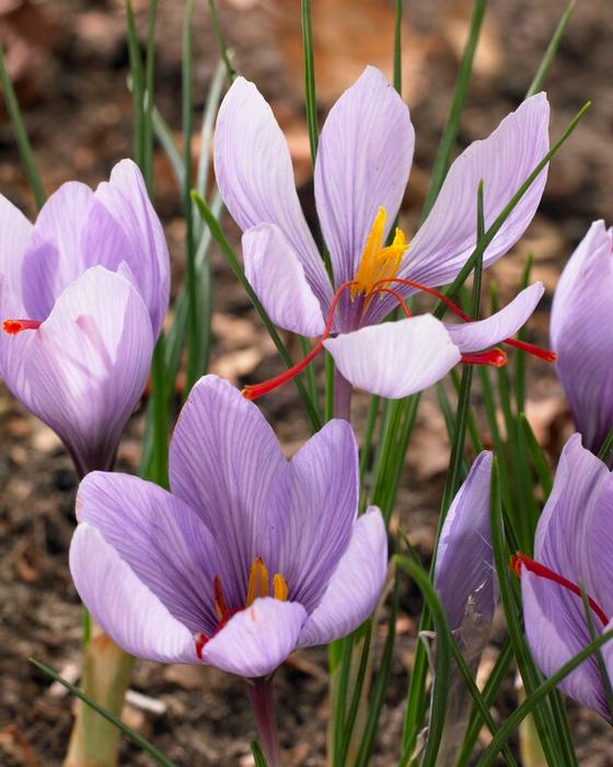 Wholesale Crocus Autumn Flowering 'Sativus' (Saffron Crocus) - Crocus | A.D.R. Bulbs