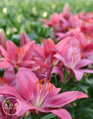 Lilium Tiny Asiatic ‘Pearl’ (Ships in Spring) Lily from ADR Bulbs