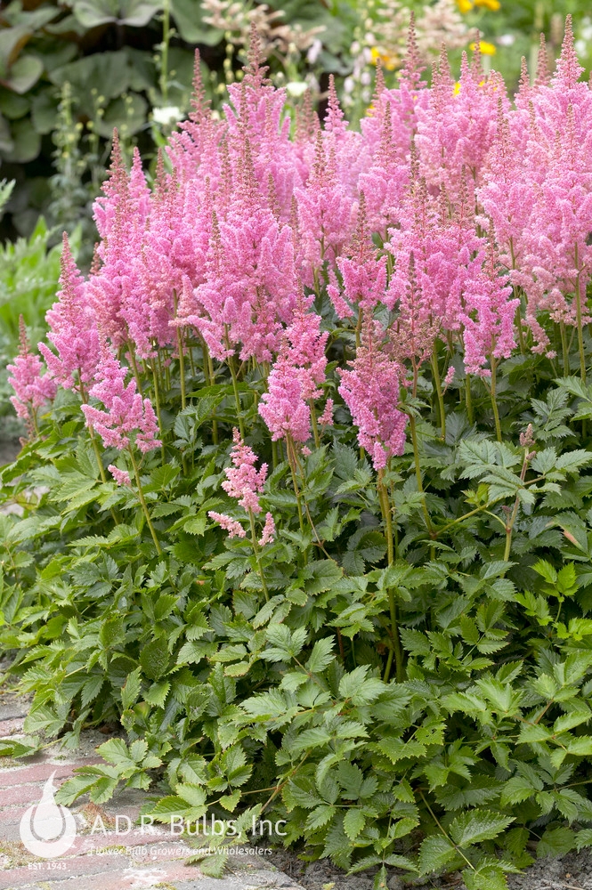 Wholesale Astilbe Visions 'Little Visions in Pink' (Ships in Spring) - Astilbe | A.D.R. Bulbs