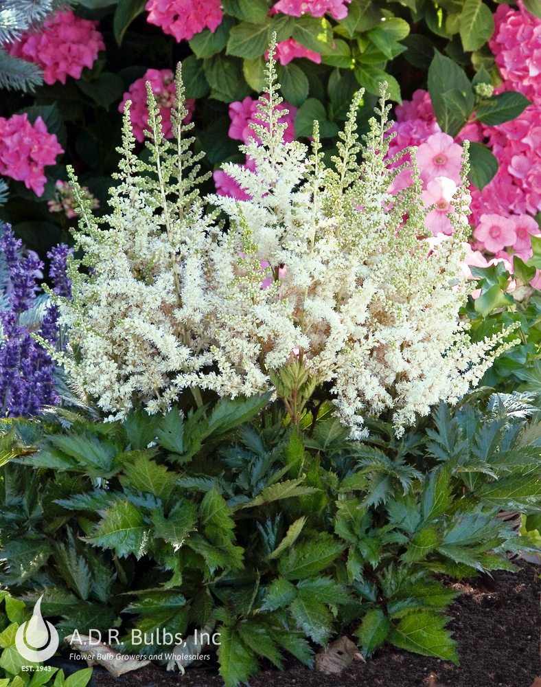 Wholesale Astilbe Visions in White (Ships in Spring) - Astilbe | A.D.R. Bulbs