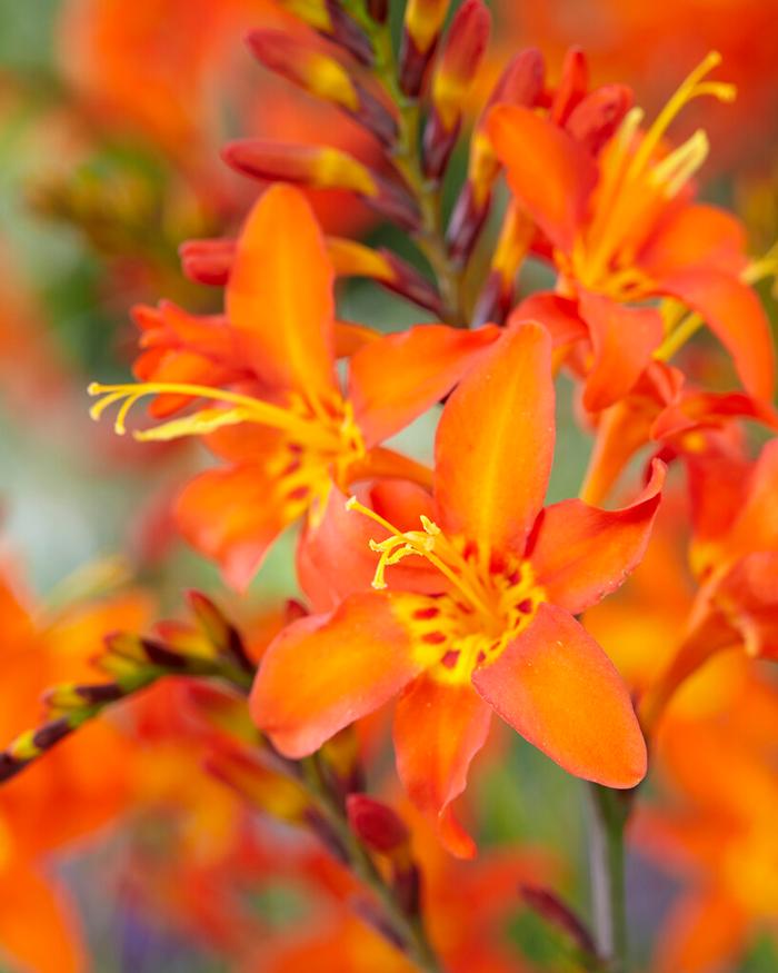 Wholesale Crocosmia Prince of Orange (Ships in Spring) - Crocosmia | A.D.R. Bulbs